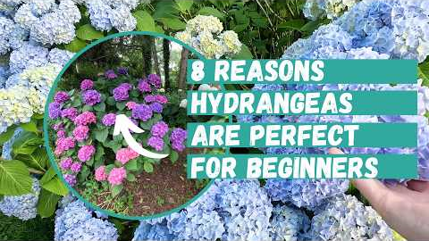 8 Reasons Hydrangeas Are PERFECT for Beginners- So Easy It’s Almost Cheating | Easy Beginner Plants