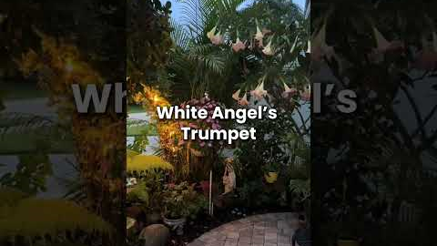 Plants That Glow in a Moon Garden Night Garden Ideas