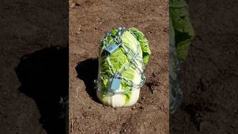 Gardening tips everyone need to know #gardentips #tips #adamrose