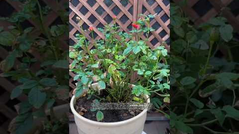 🌹Identify this major problem of rose plant #plantcare #garden #gardening