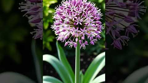 Ornamental allium — Allium spp  #leafsonggarden #garden #gardentour