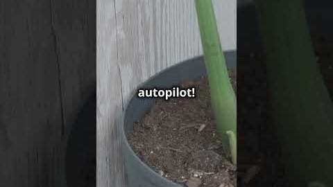 Easy Gardening Hacks for Beginners!