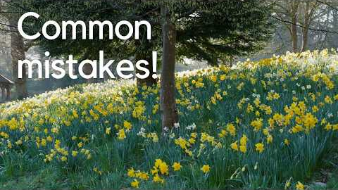 What Most Gardeners Get Wrong About Daffodils (Expert Tips)