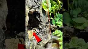 Monster Inside Hollow Tree