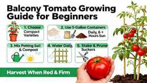 How to Grow Tomatoes in Small Spaces, Tips and Tricks for Balcony for Beginners