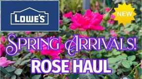 Lowe's Garden Center Rose and Flower New Arrivals and Deals!