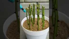 How to Grow Roses from Cuttings | Easy Propagation Method #gardeninghacks