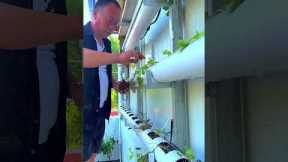 Simple horizontal pipe garden setup — not vertical this time! #plants #shorts