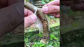 Easy Gardening Tips for a Lush Backyard