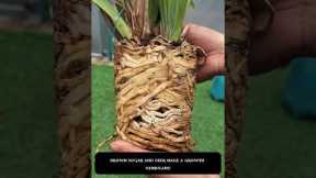 4 Powerful Brown Sugar Plant Hacks 🌱 Make Roots Grow Fast & Flowers Bloom Like Crazy