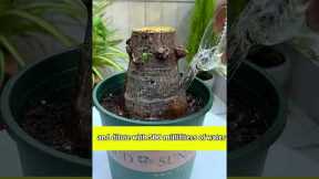 1 Bottle Beer = 100 Flowers? Crazy Gardening Hack! 🌸🍺