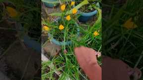 Do Plants Really Care About Period?🤔 Myth vs Reality #gardening #plants #myths #shorts