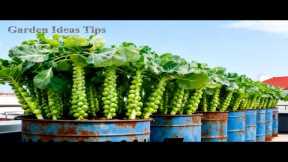 🔴TOP Balcony Gardening Hacks Using Recycled Materials for Small Rooftop Spaces