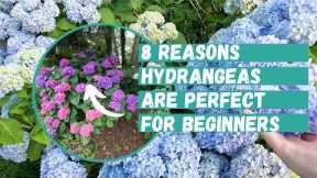 8 Reasons Hydrangeas Are PERFECT for Beginners- So Easy It’s Almost Cheating | Easy Beginner Plants