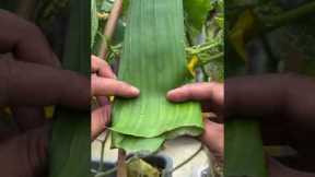 Cucumber protects tips from insects by using banana leafes #gardening #ytshorts
