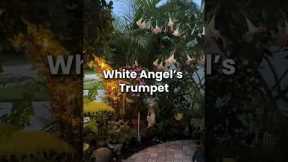 Plants That Glow in a Moon Garden Night Garden Ideas