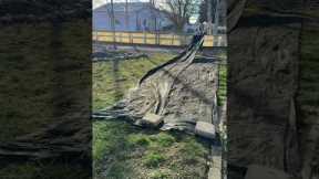 How to turn your lawn into flowers the easy way