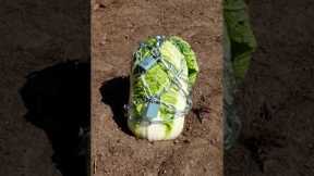 Gardening tips everyone need to know #gardentips #tips #adamrose