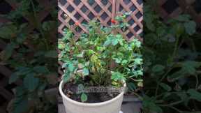 🌹Identify this major problem of rose plant #plantcare #garden #gardening
