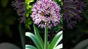 Ornamental allium — Allium spp  #leafsonggarden #garden #gardentour