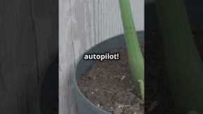 Easy Gardening Hacks for Beginners!