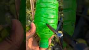Planting bokchoy by using unique technique blank bottles #gardening #viralvideo #ytshorts