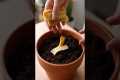 5 Micro Gardening Hacks You Must Try