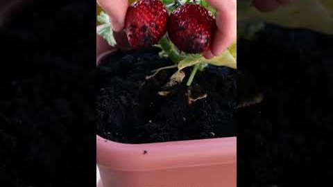 Genius Gardening Hacks You’ll Love! 💚🍓