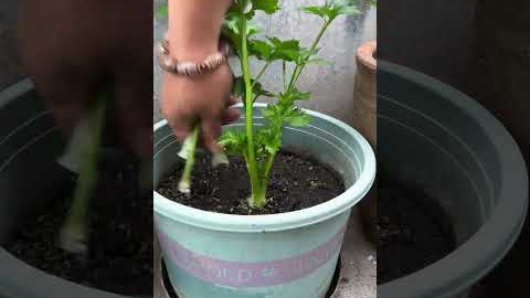 #High-quality seedlings #Growing vegetables at home #Potted vegetables #Vegetable planting