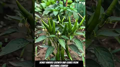 4 Simple Ingredients = Unlimited Plant Growth? 😳