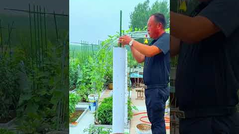 No Space Try Vertical Gardening!