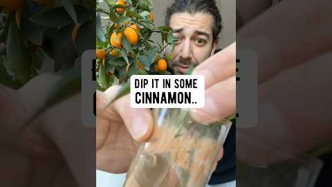 3 DIY gardening hacks | creative explained