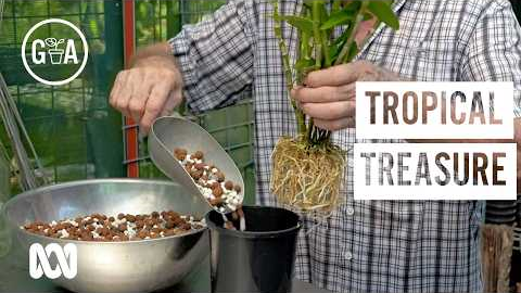 Tropical Treasure | How-to | Gardening Australia