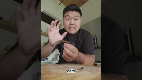 The Free Rig Masterclass 🇰🇷 #bassfishing