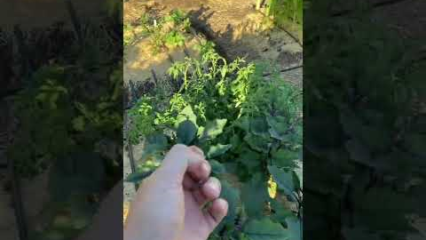 Why I cut my seeds before I plant them