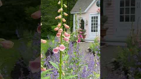 Beautiful Cottage Garden Tour!! See long video!! 💗🌸💗