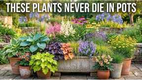 Plant These Once, Harvest Forever – 10 Perennial Container Plants