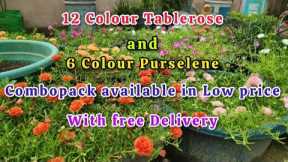 Tablerose cuttings available with Free Delivery 
