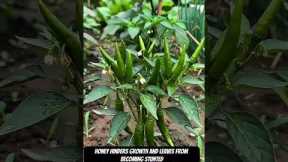 4 Simple Ingredients = Unlimited Plant Growth? 😳