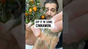 3 DIY gardening hacks | creative explained