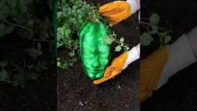 5 Crazy Gardening Hacks That Feel Like Magic! 🤯🌱