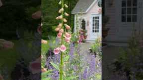 Beautiful Cottage Garden Tour!! See long video!! 💗🌸💗