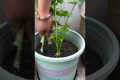 #High-quality seedlings #Growing