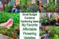 Small Budget Container Gardening