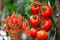 Easiest Way to Grow Tomatoes at Home