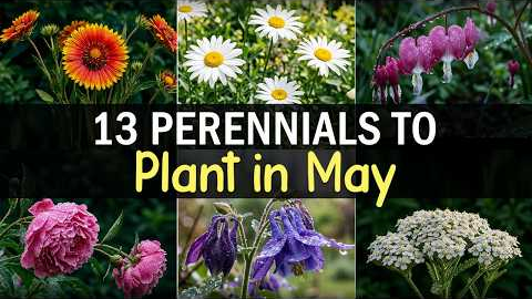 13 Perennials to Plant in May | Easy Flowers for a Beautiful Garden