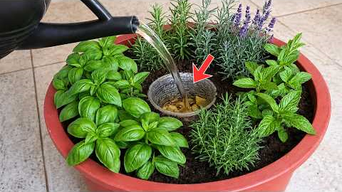 The Genius Pot Gardening Trick Every Woman Should Try at Home