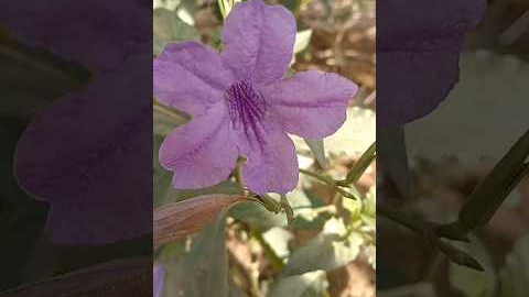 petunia flower | purple colour petunia # grow petunia #flowers #petunia #garden #gardening #viral