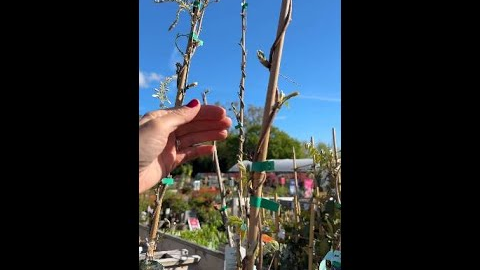 Buy flowering wisteria... #garden#gardening#gardeningtips #shorts