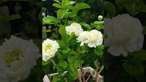 🥰#flowers #beautiful #nature #shortsfeed